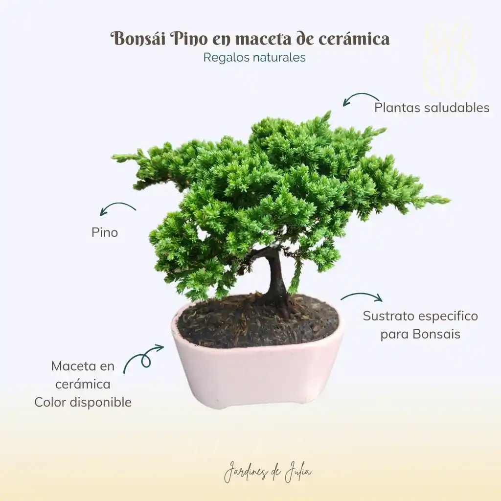 Bonsái En Maceta Cerámica Mediano