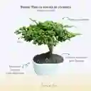 Bonsái En Maceta Cerámica Mediano