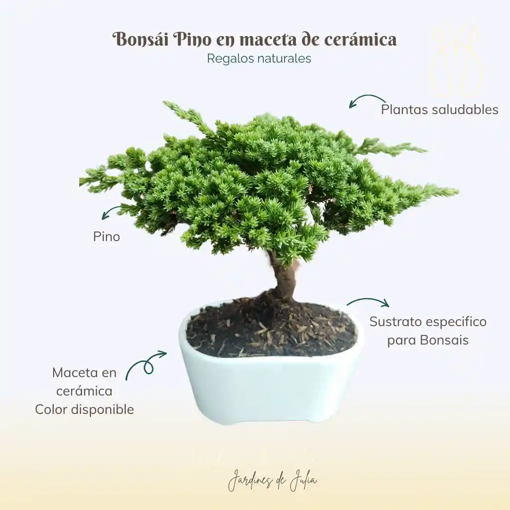 Bonsái En Maceta Cerámica Mediano