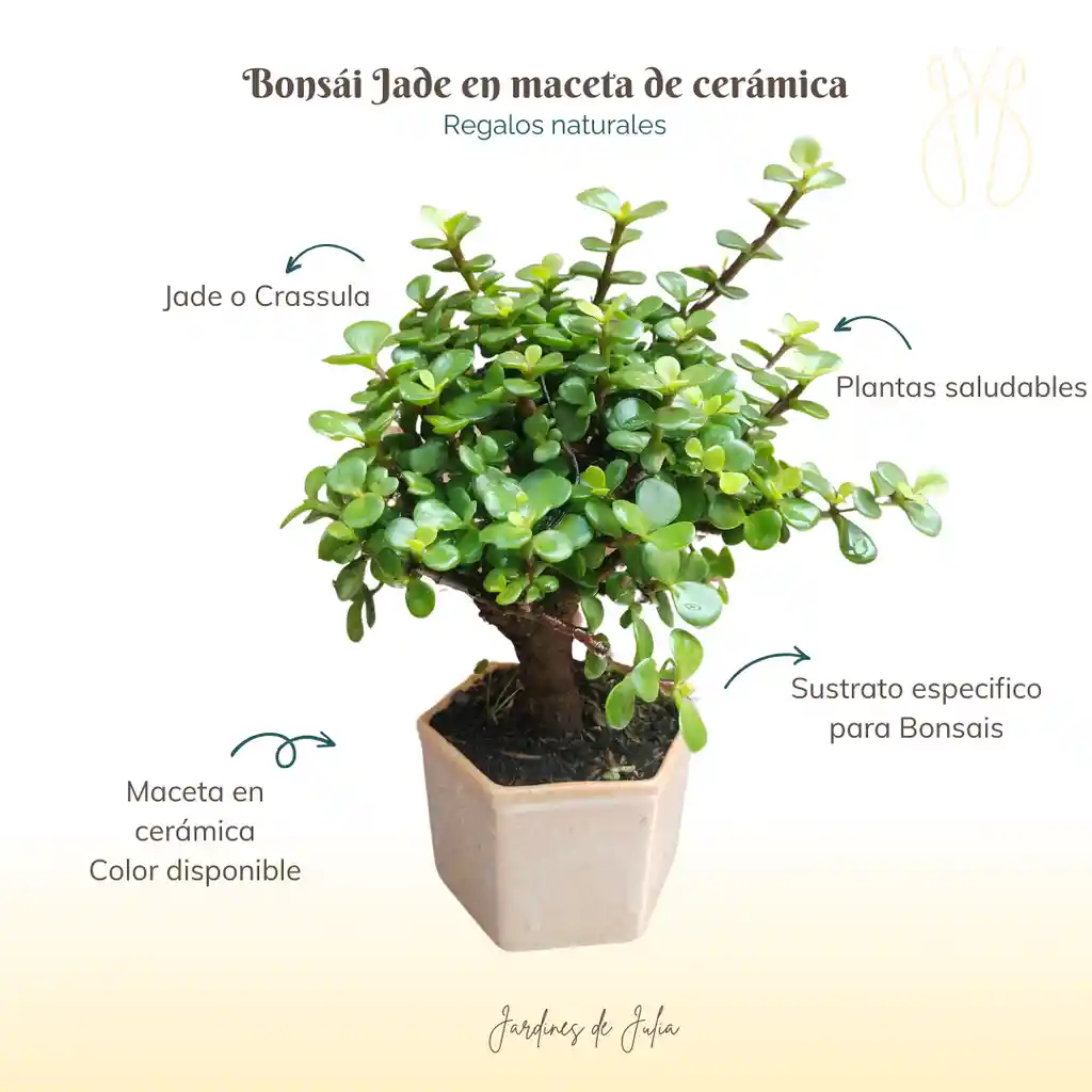 Bonsái Jade 3 Años