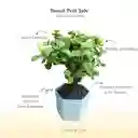 Petit Bonsái Jade