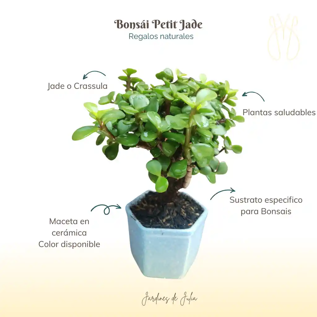 Petit Bonsái Jade
