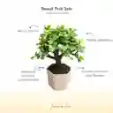 Petit Bonsái Jade