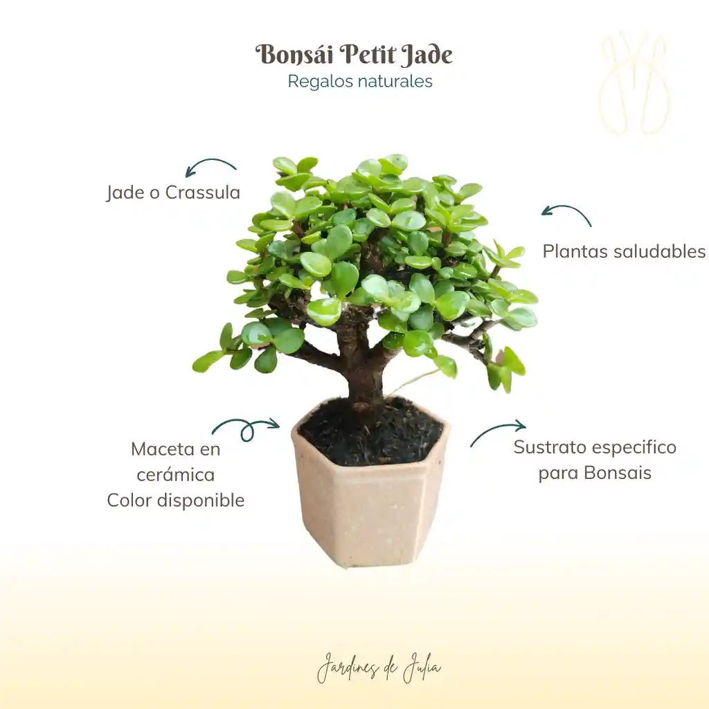 Petit Bonsái Jade