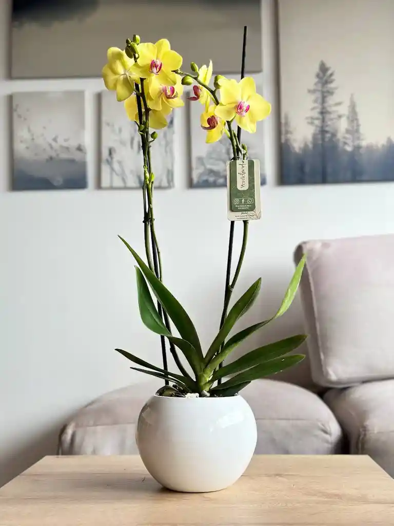 Orquídea Premium Amarilla + Matera Cerámica