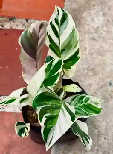 Calathea White Fusion