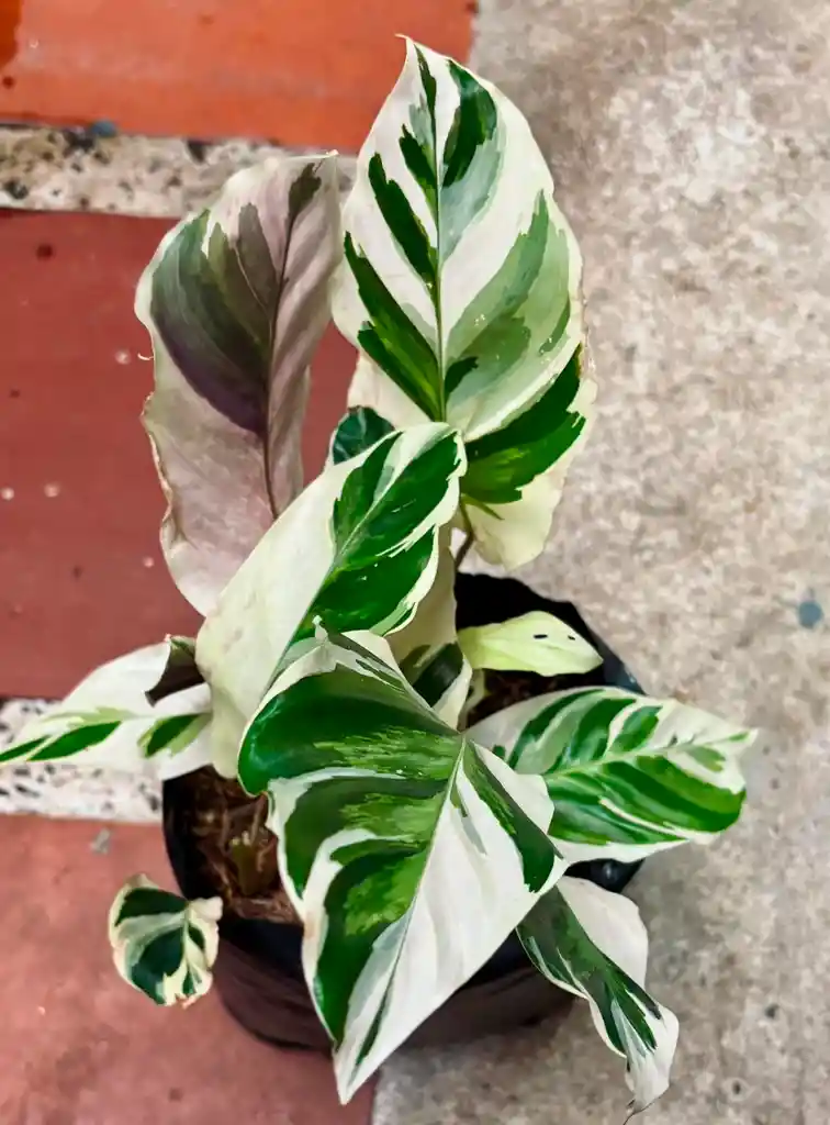 Calathea White Fusion
