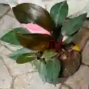 Filodendro Pink Princess