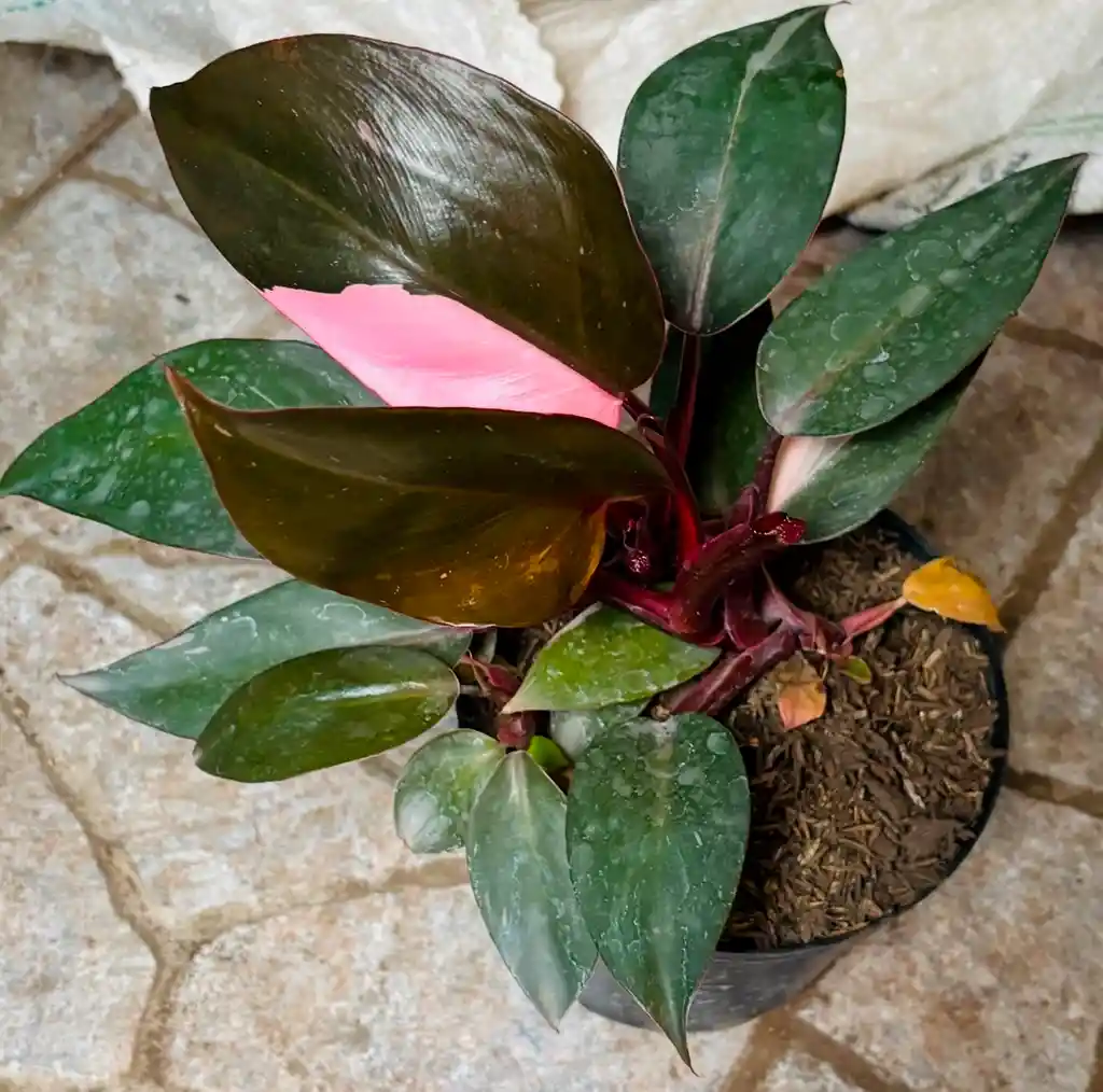 Filodendro Pink Princess