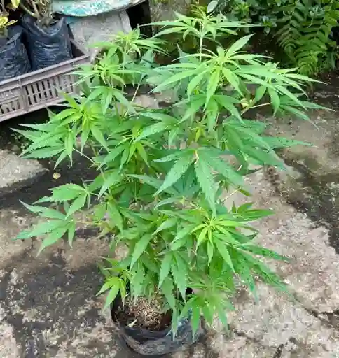 Cannabis