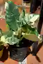 Alocasia Variegada