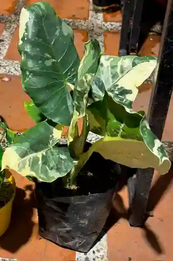 Alocasia Variegada