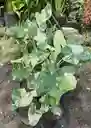 Alocasia Variegada