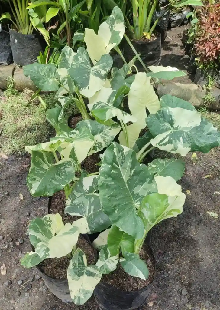Alocasia Variegada