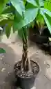 Pachira Trenzada
