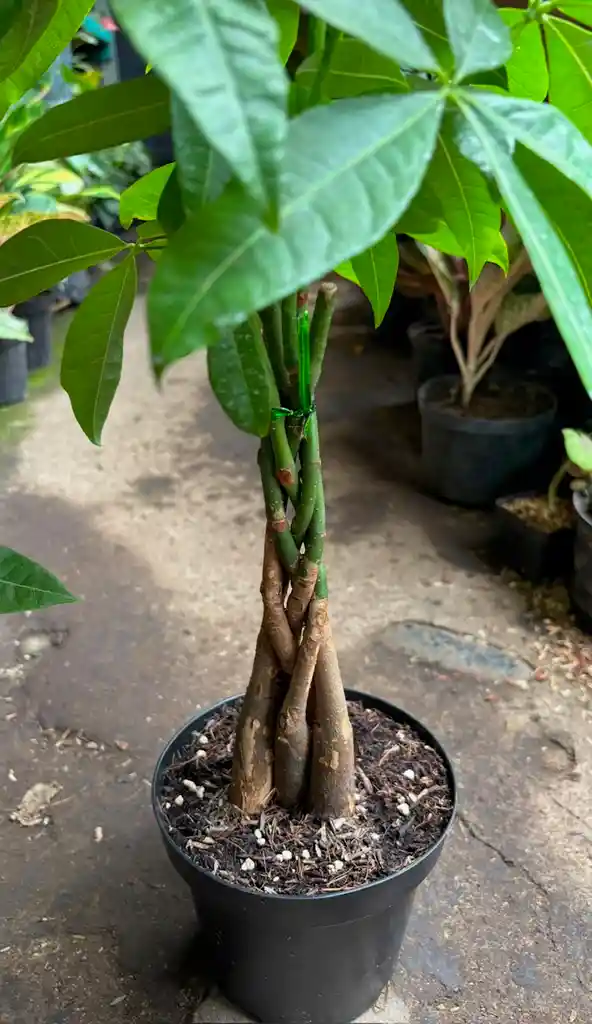 Pachira Trenzada