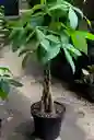 Pachira Trenzada