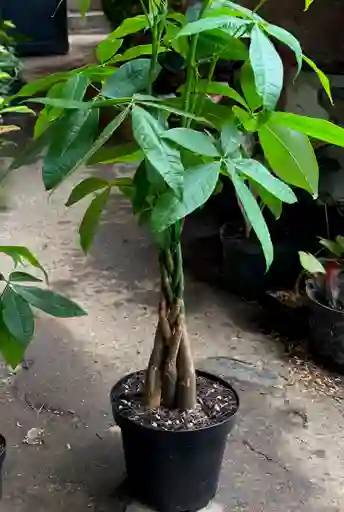 Pachira Trenzada