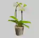 Orquideas Minis Blancas