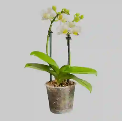 Orquideas Minis Blancas