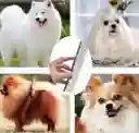 Peinilla Para Perros Y Gatos Metalica Peine Quita Nudos