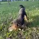 Peluche Mordedor Para Mascotas Perro Con Sonido