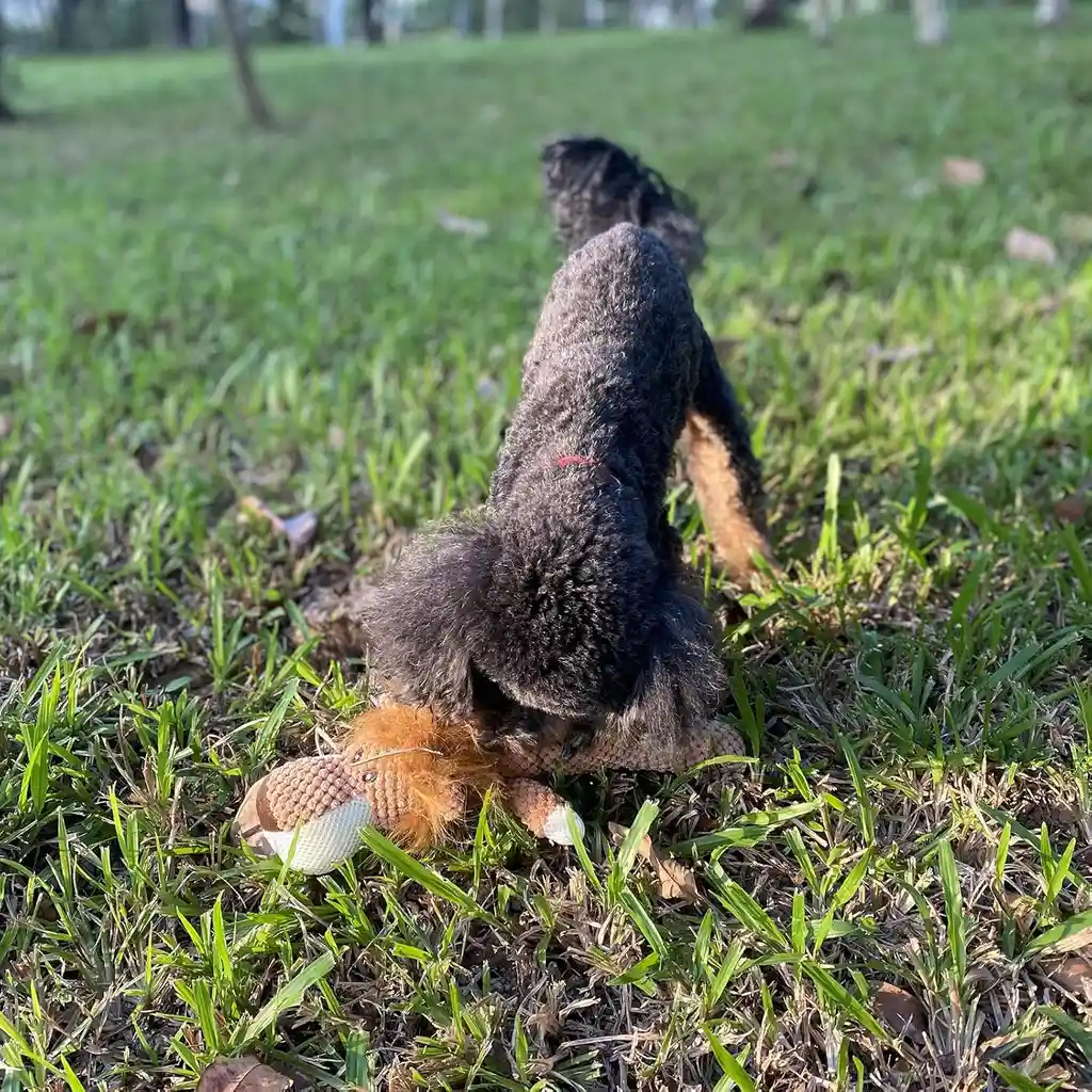 Peluche Mordedor Para Mascotas Perro Con Sonido