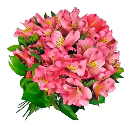 Astromelia De Exportación - Bouquet