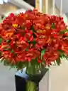 Astromelia De Exportación - Bouquet
