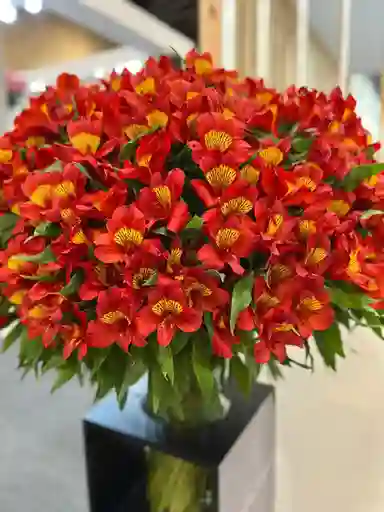 Astromelia De Exportación - Bouquet