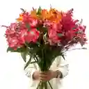 Astromelia De Exportación - Bouquet