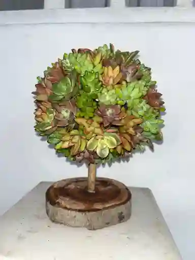 Arbol De Suculentas