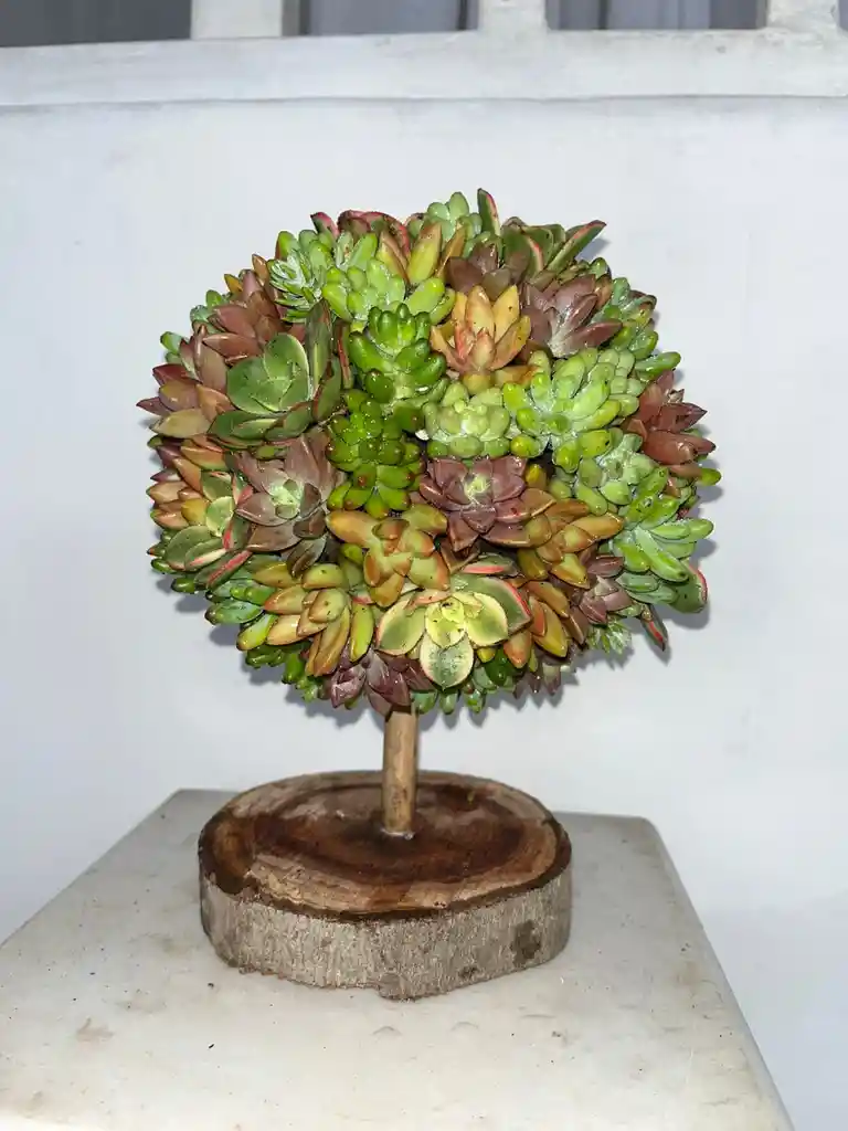 Arbol De Suculentas