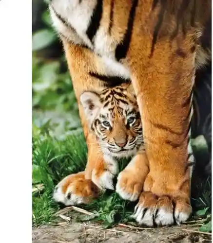 Rompecabezas 500 Piezas Tigres Salvajes En La Selva Adultos
