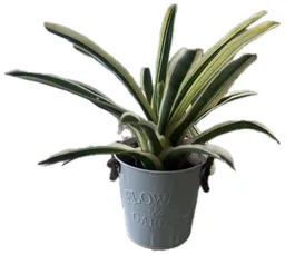 Bromelia En Matera Latón