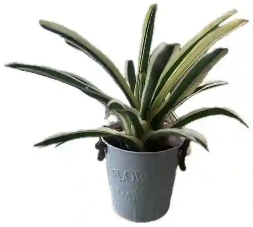 Bromelia En Matera Latón