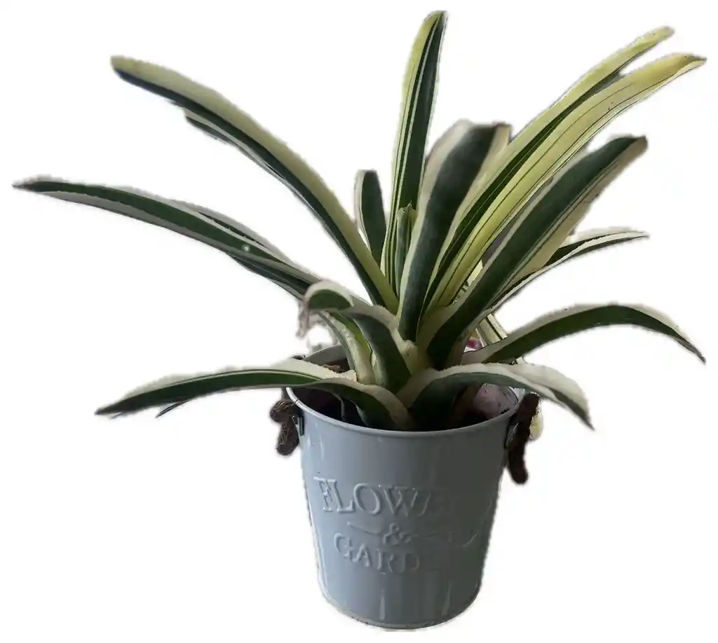 Bromelia En Matera Latón