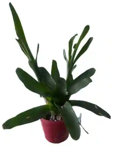 Bromelia En Matera Común