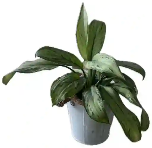 Planta Siempre Viva China