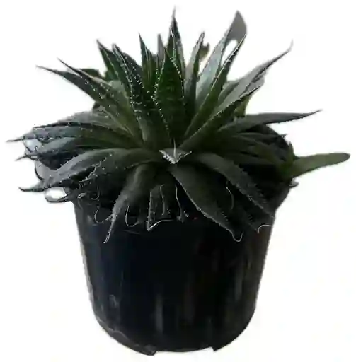 Aristaloe Aristata Estrella Milagrosa