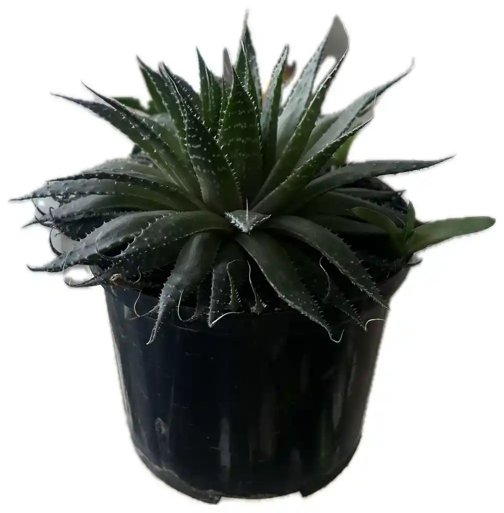 Aristaloe Aristata Estrella Milagrosa