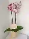 Orquidea Premium De Tallos Blanca Con Pintas Fucsias Con Envoltura De Yute Decorativo