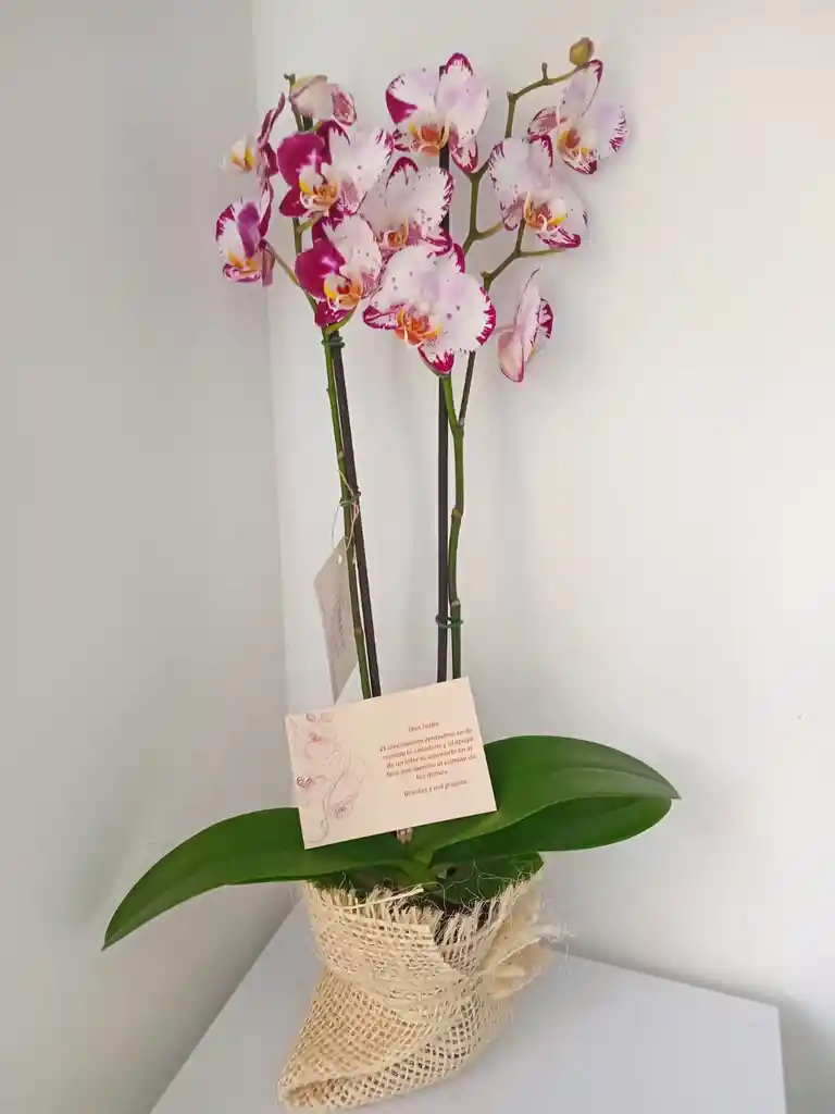 Orquidea Premium De Tallos Blanca Con Pintas Fucsias Con Envoltura De Yute Decorativo