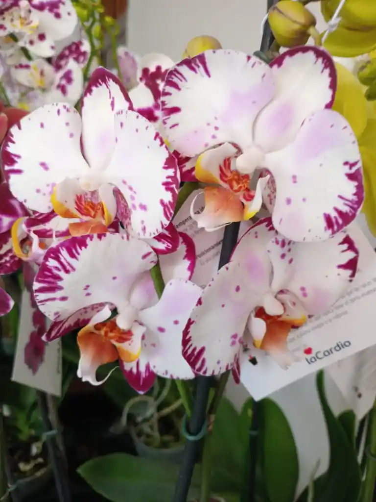 Orquidea Premium De Tallos Blanca Con Pintas Fucsias Con Envoltura De Yute Decorativo