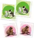 Juego Educativo Animales Bebés Memoria 48 Cartas Para Niños