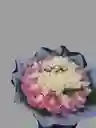 Bouquet Buchón Con 100 💯 Rosas En Tonos Pasteles 🌸🌷