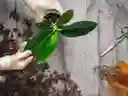 Sustrato Para Orquideas