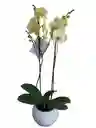 Orquídea Amarilla Limón 2 Varas En Matera De Cerámica