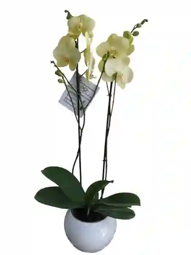 Orquídea Amarilla Limón 2 Varas En Matera De Cerámica
