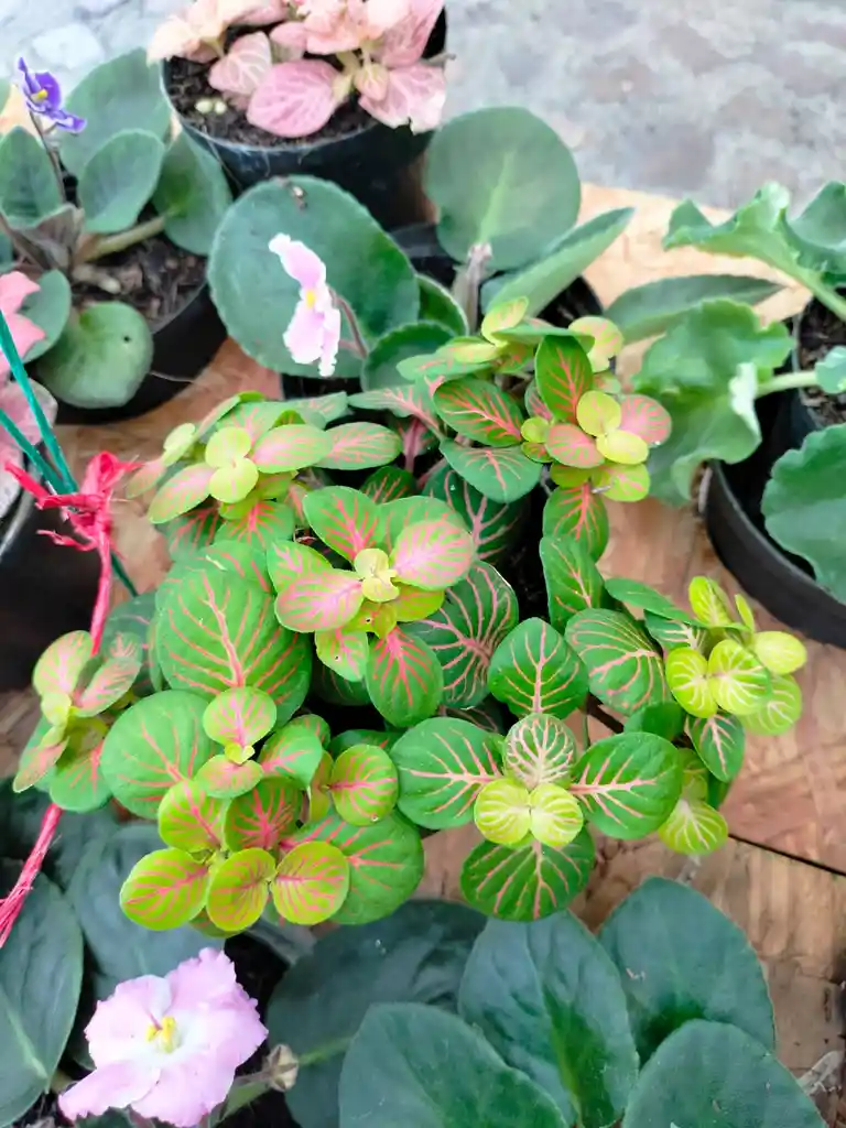 Fitonia Bicolor Verde-rojo
